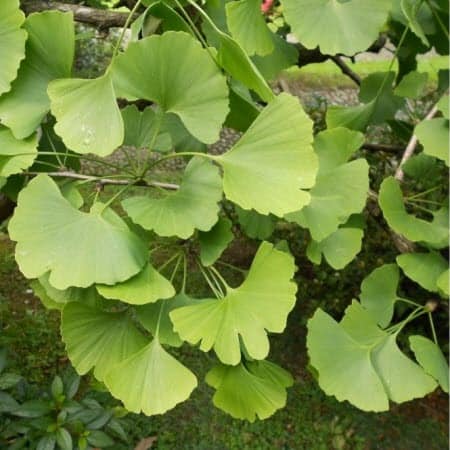 Le Ginkgo Biloba